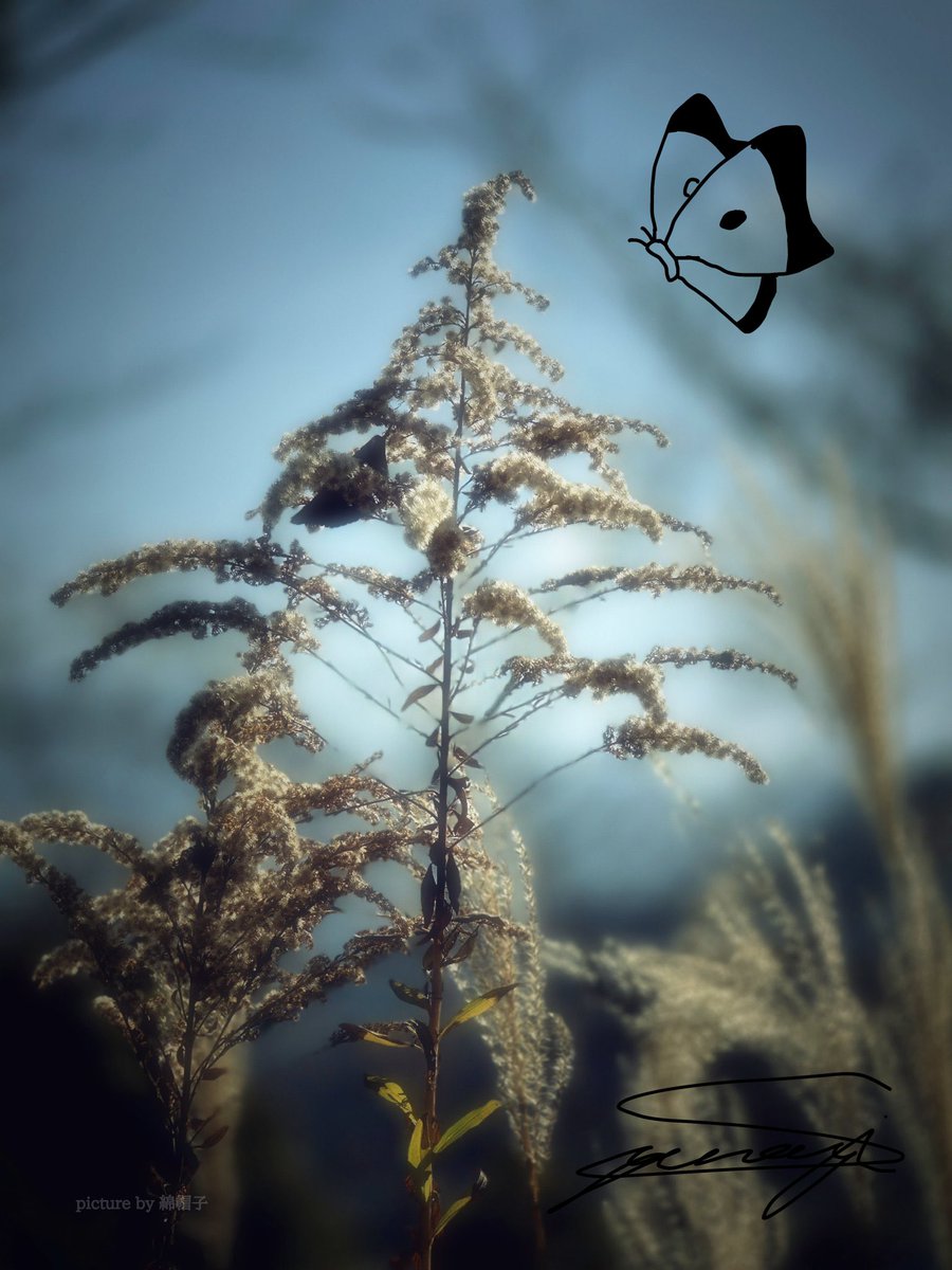 ぼくもあの蝶みたく。

 #綿帽子のキリトリ世界