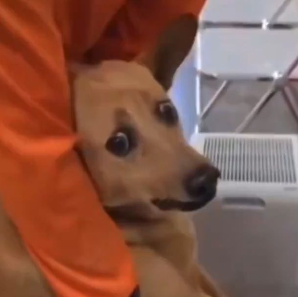 Que va hermano, siento que viví 
40 años en 4 días. Definitivamente no tengo la salud para vivir esto