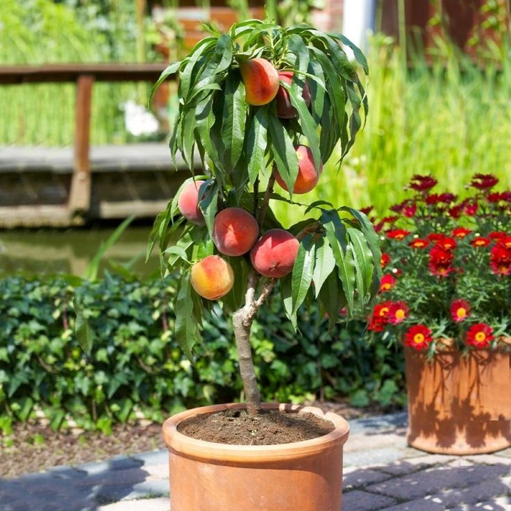 fuyaruslife's tweet photo. Welcome to the 1 year old club, Blobbie! (⁠ﾉ⁠◕⁠ヮ⁠◕⁠)⁠ﾉ⁠*⁠.⁠✧
Papa forgot to drop your present yesterday. Sowwy. I already bite papa's hand fow you. We got you a peach and orange tree for unli supply of fruits. 

With Love,
Hanabi, Mamabi &amp; Papabi
#b1obbeeday https://t.co/ia9I86ctWi
