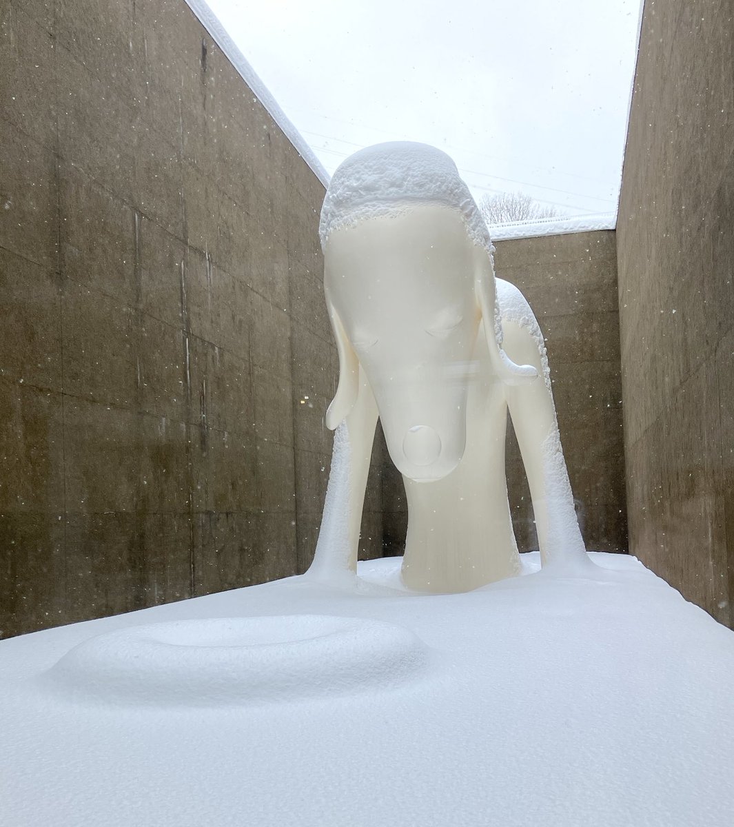 本日の《あおもり犬》です❄️ Today's 'Aomori-ken dog'☃️ #奈良