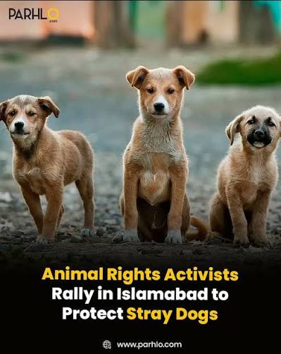 Earthling140381's tweet image. Boycott 🇵🇰