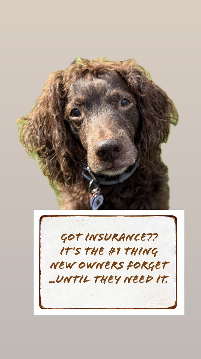 BoykinHealth's tweet photo. ‘I’ll get pet insurance later’ is the #1 thing families tell us —
and the #1 thing they wish they’d done sooner.

We just published a new pet insurance guide on the Boykin Spaniel Health Organization website — written for real pet parents, not sales brochures.

It covers:
– Why waiting often backfires
– The reality of upfront emergency costs
– How age and medical history affect coverage
– What pet insurance helps with — and what it doesn’t
– How to think through a plan that fits your budget
– A neutral way to compare plans and features (not rankings)

This isn’t about fear.
It’s about being prepared — so decisions are made with clarity, not panic.

🔗 https://t.co/s0CQKmYOof

Because advocating for your dog starts before the emergency.🐾

#BoykinSpaniel
#PetInsurance
#DogHealth
#PetParent
#ProtectEveryWiggle