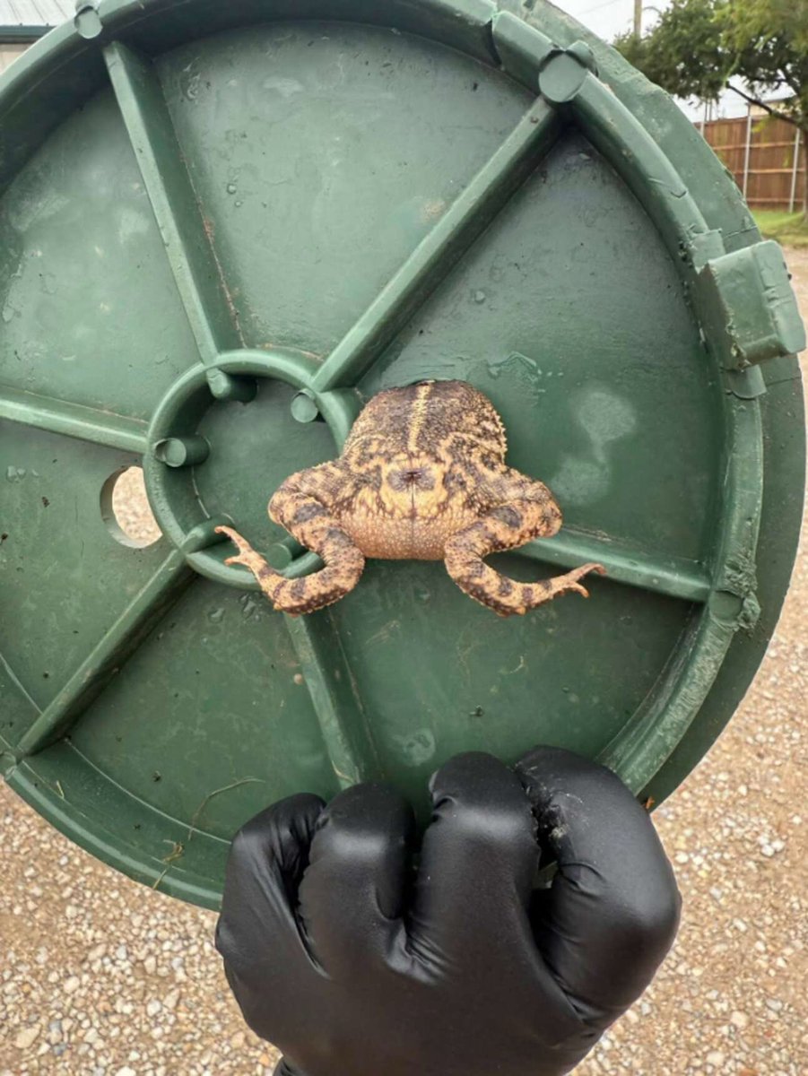 「蓋にひっかかったヒキガエル」

アメリカ・テキサス州で、動物保護施設のスプリンクラーのバルブカバーの隙間を通り抜けようとして失敗したヒキガエルが発見される。蓋ごと動物病院に運ばれるも、作業中は職員に排泄物をかけるなど非協力的だったけど無事に救出されたとのこと。