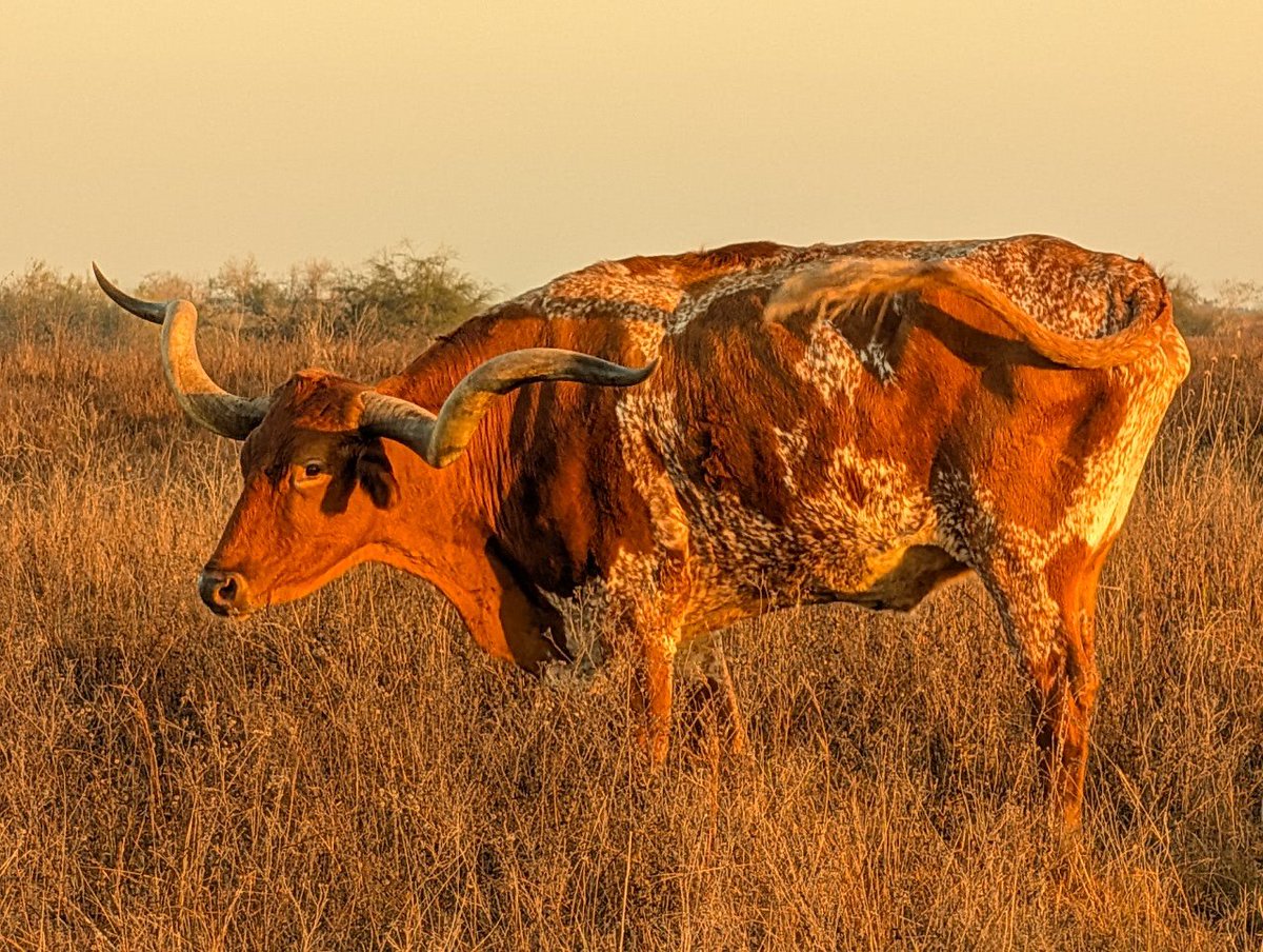 mwg12's tweet photo. Kenedy Ranch Longhorn https://t.co/c2i0iUQQ33