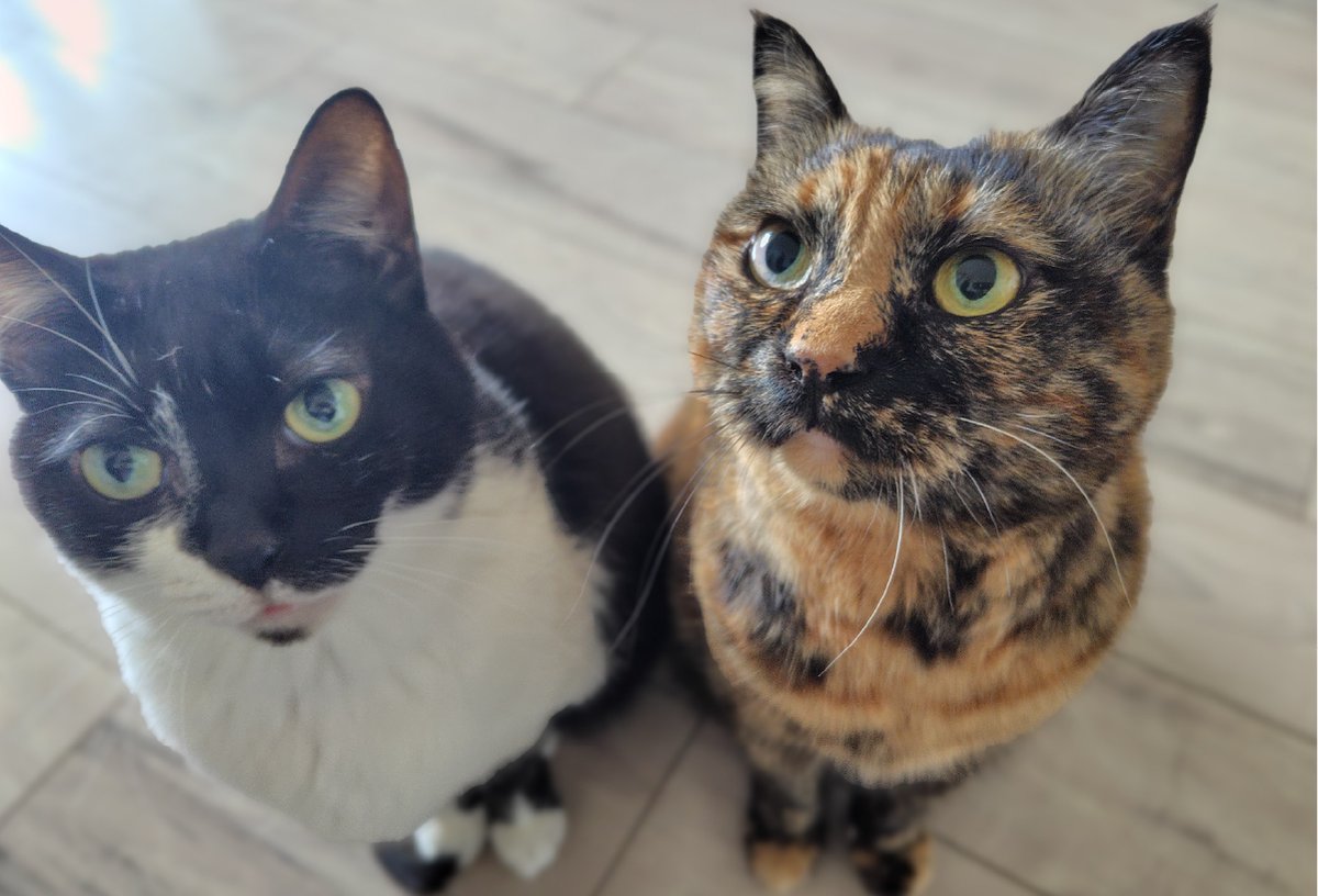DesignDatanet's tweet photo. あけましておめでとうございます。
本年もどうぞよろしくお願いいたします😸
【おつぶとおこげの年末年始】
12.29→寝てた
12.30・31→大掃除（邪魔をしてた）
1.1→お年玉（ちゅ〜るの福袋ゲット！）
1.2〜４→寝てた
スッキリした顔で仕事始め😸今年も頑張るにゃ🐾
#企業公式相互フォロー https://t.co/uW1qgY73vU