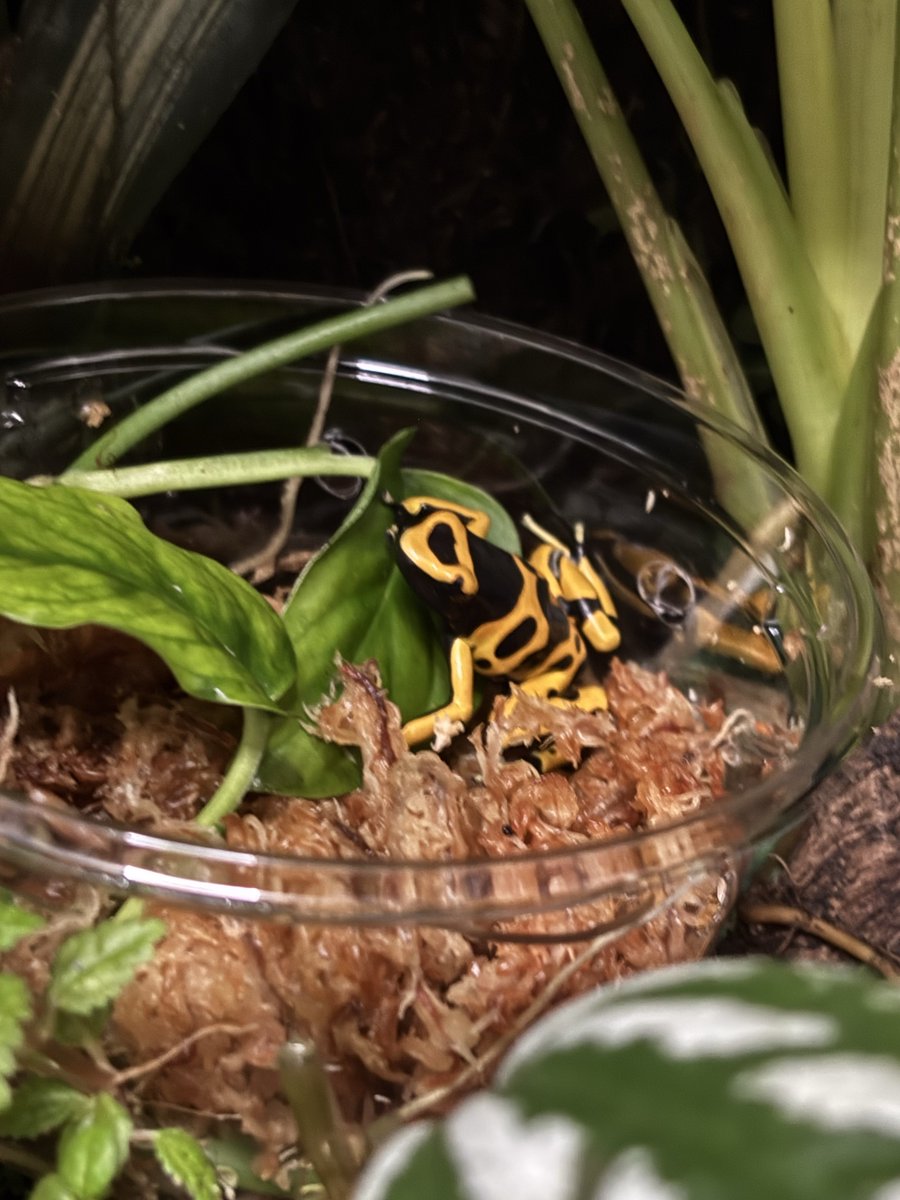 evisuke0's tweet image. 永遠に鳴かない理由はオスがいなかったからでした😳