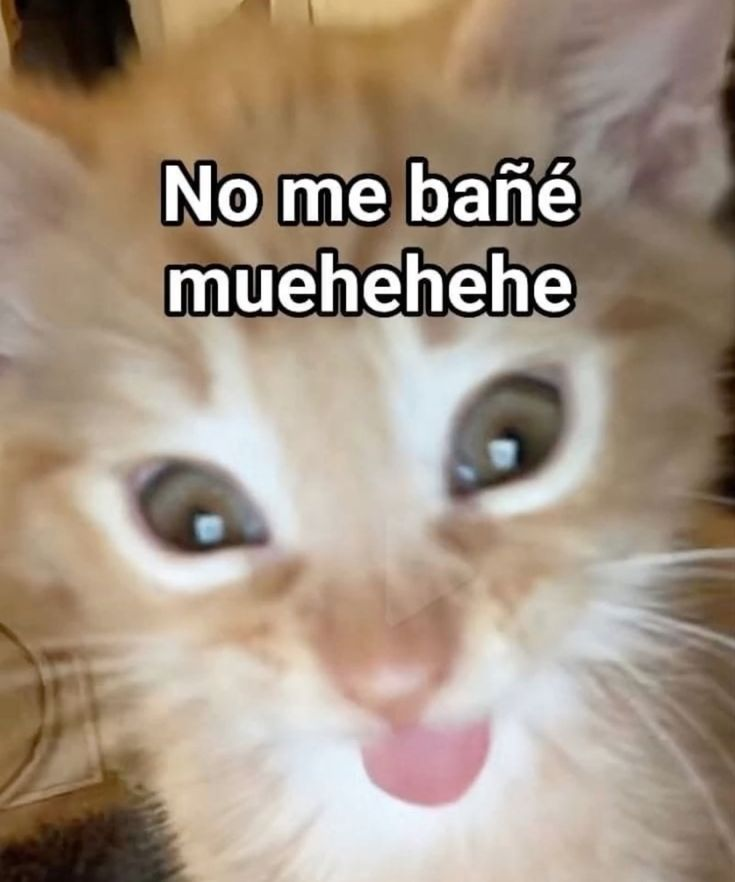 DrAbbuud's tweet photo. DOMINGO DE SUBS(manden subs)
rt y saluditto q ya prendi
TTV/drabbud https://t.co/ycqXftnacK