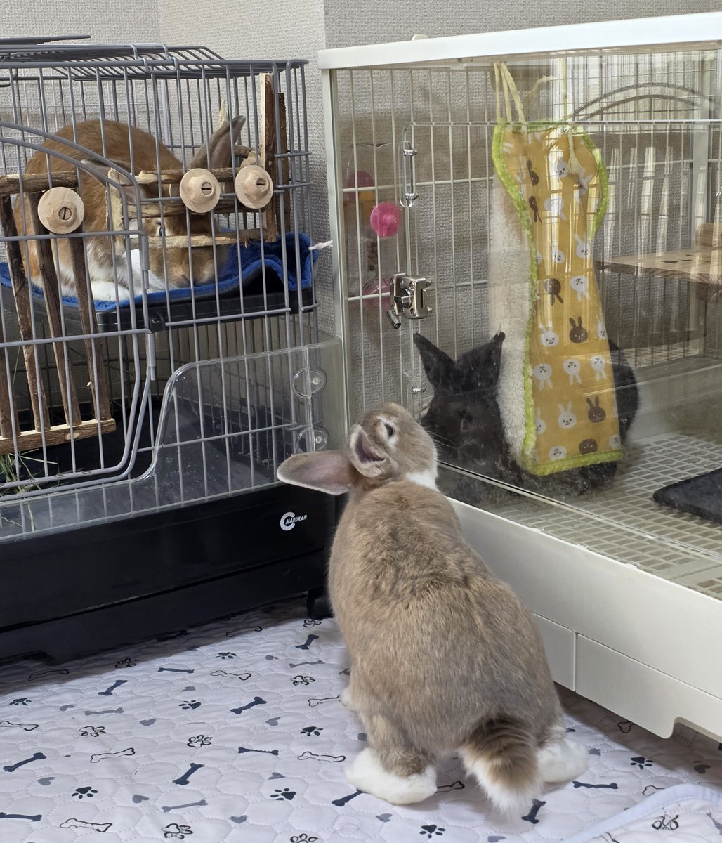 うさぎXうさぎ こんにちは😊🐰🐰🐰🐰 #うさぎ