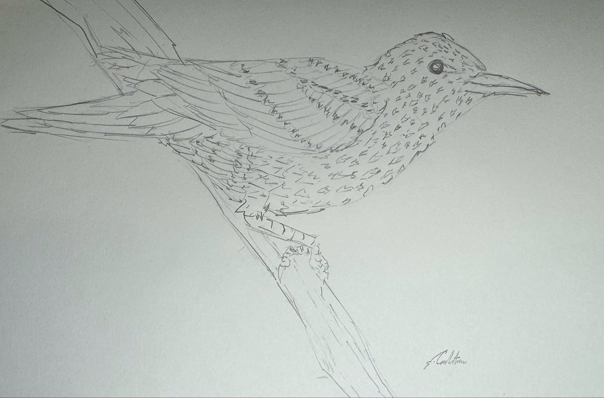 Califian_'s tweet photo. Drawing birds every day this month 1-4 https://t.co/ZwRAu6GsAt