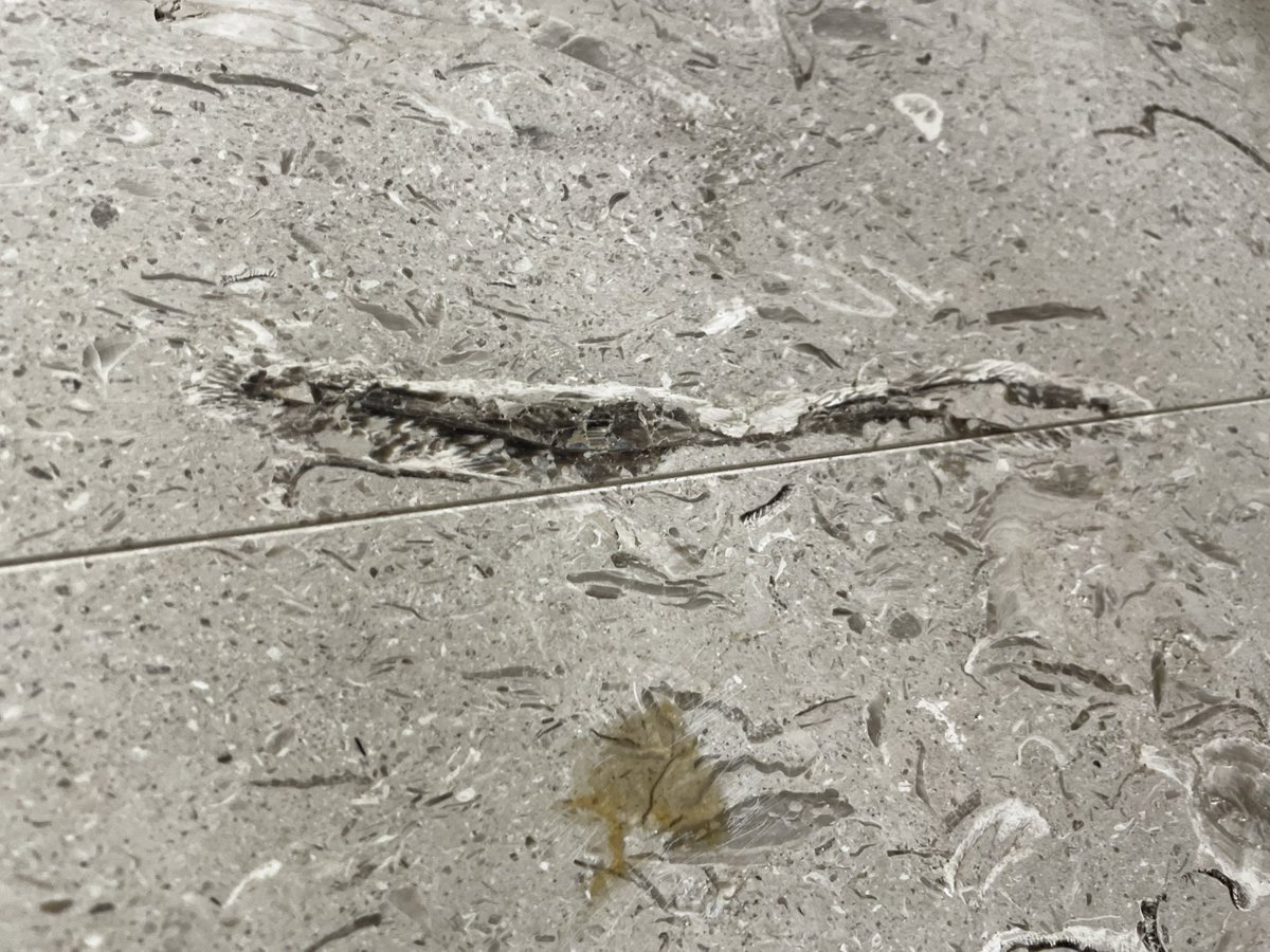 専用です ユウ様。　　化石　右と左 AV3【遊戯王】化石調査 3枚セット ウルトラレア スタンプエディション