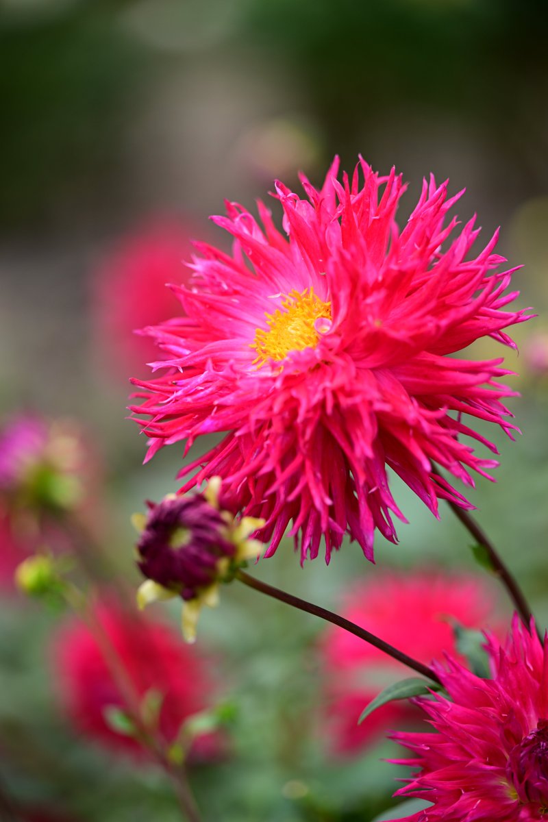 ⭐️ともです 雨続きで乗れなかったから撮らせてもらったバイク写真で😆 #z900rs