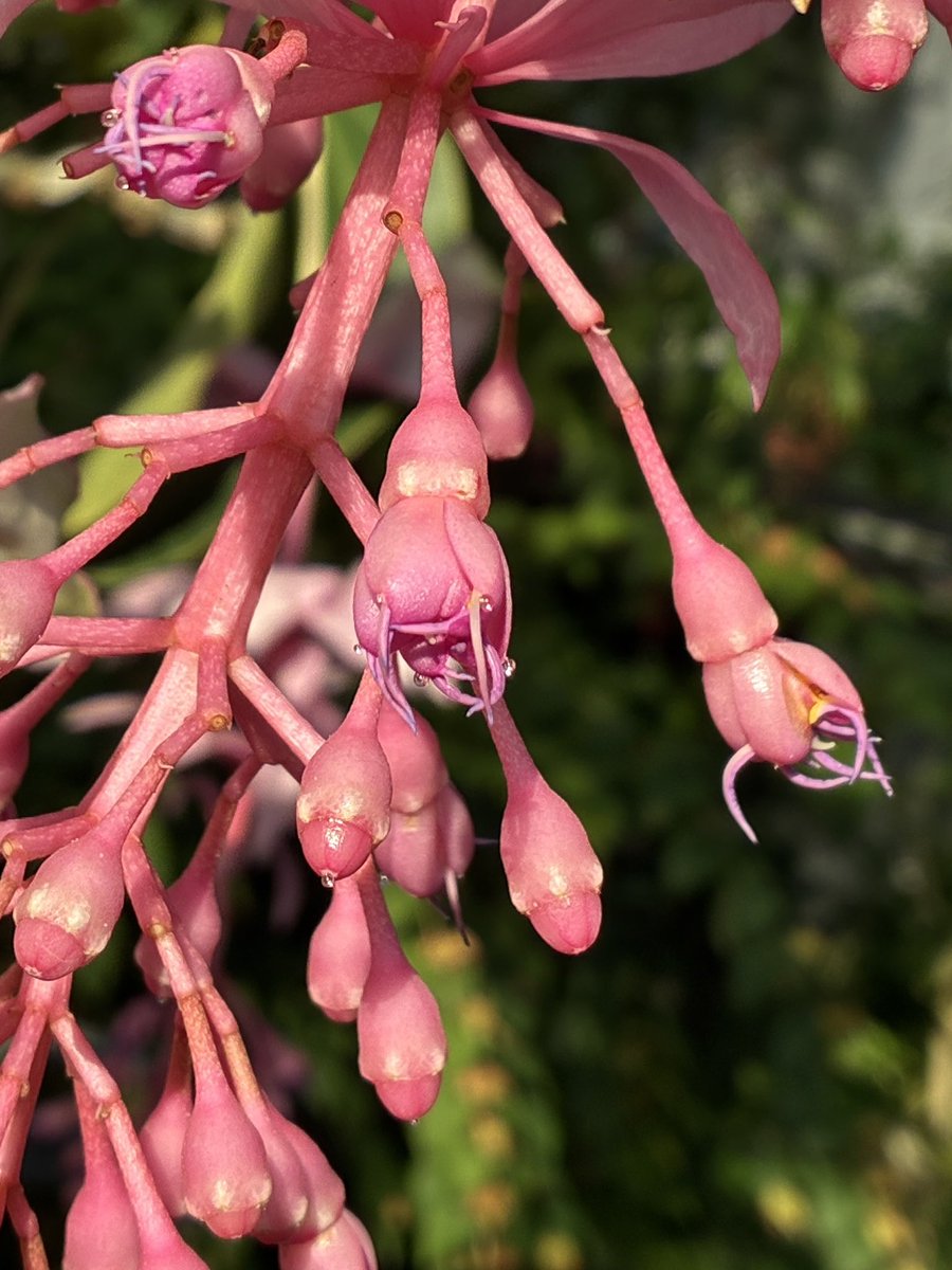 とちぎ花センター【公式】 (@Tochihana_jp) / Posts / X