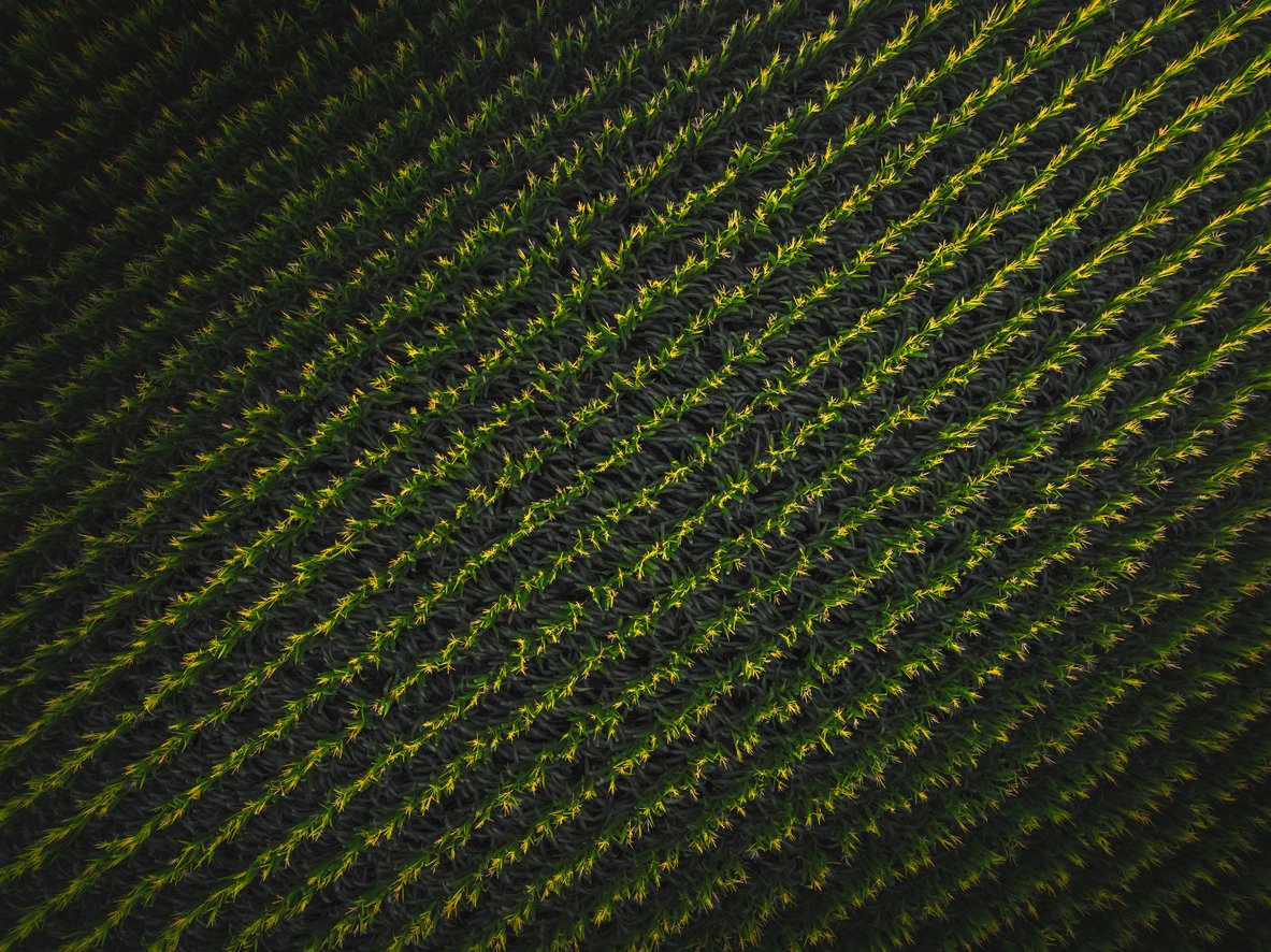 ISAAA Inc. tweet media