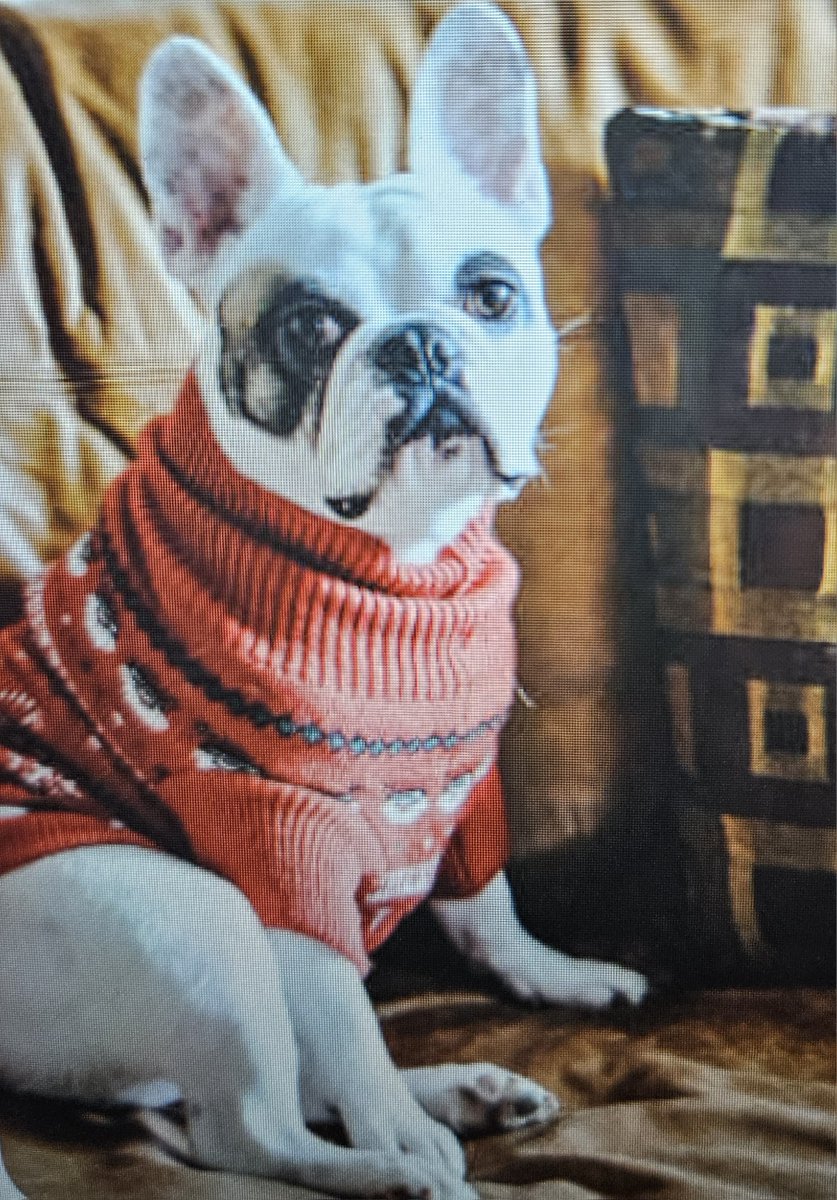 doghousesupp's tweet image. Your dog in cold weather is:
❄️ Zooming
🧣 Shivering
😂 Dramatic

 doghousesupplies.com

#InteractivePost #WinterDogs #DogHouseSupplies #DogCommunity #DogLife #DogLovers #ColdWeatherPets #PetParents #DogFun #ShopNow