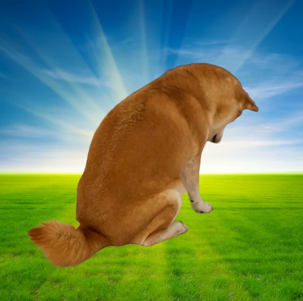 I just found the next animal runner  - Meet the inu that has had inuf  

3 MIL views in 4 HOURS and 25 MILLION VIEWS ON THE QUOTE TWEET  

We need an animal runner for 2026, and this might be it. 

 I think its safe to say we have all had INUF of these fuckass vamps and 30k