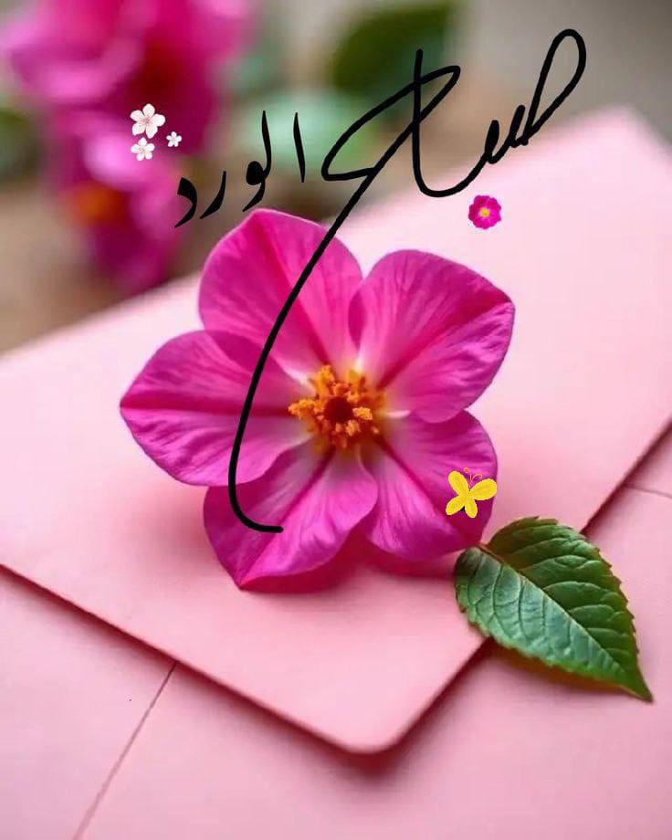 علي العجمي tweet media