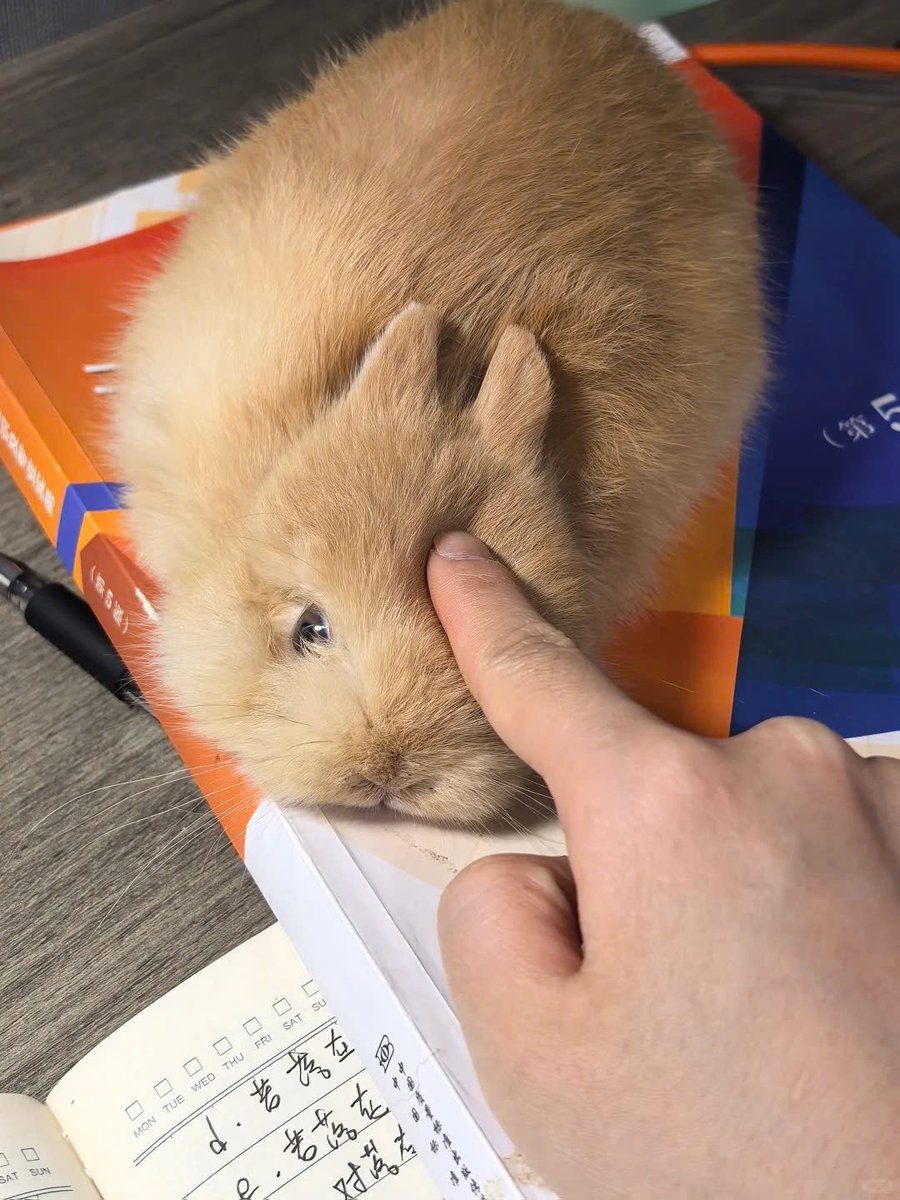 Why you should have a rabbit (@shouldhaverabit) on Twitter photo 