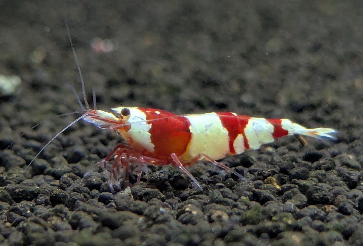 ebinokakato's tweet image. 🎍ebinokakatoの長嶋です🎍

新年あけましておめでとうございます。

本日より本年の営業を開始します！
本年も、シュリンプが好きになってくれる方や飼育を始めてくれる方が増えて貰えるように皆様と一緒に楽しめたらと思います。

2026年もebinokakatoをよろしくお願い致します😊

#アクアリウム…