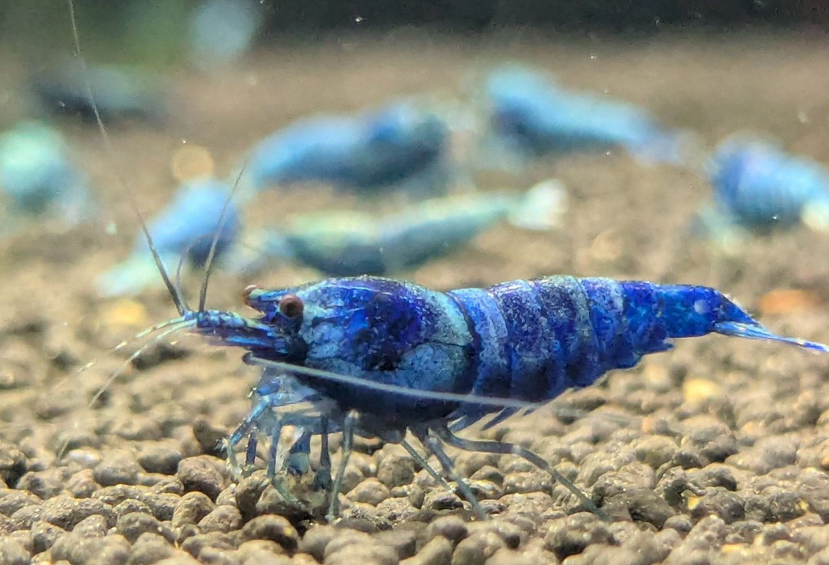 ebinokakato's tweet image. 🎍ebinokakatoの長嶋です🎍

新年あけましておめでとうございます。

本日より本年の営業を開始します！
本年も、シュリンプが好きになってくれる方や飼育を始めてくれる方が増えて貰えるように皆様と一緒に楽しめたらと思います。

2026年もebinokakatoをよろしくお願い致します😊

#アクアリウム…