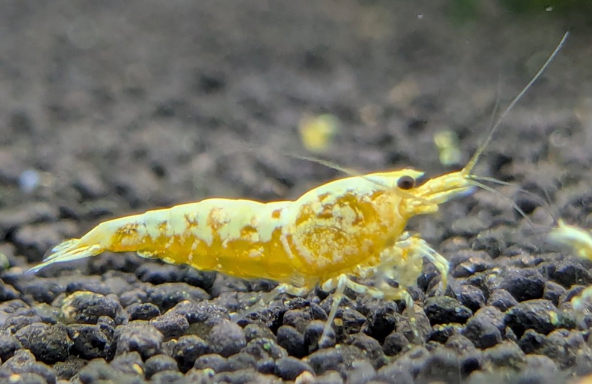 ebinokakato's tweet image. 🎍ebinokakatoの長嶋です🎍

新年あけましておめでとうございます。

本日より本年の営業を開始します！
本年も、シュリンプが好きになってくれる方や飼育を始めてくれる方が増えて貰えるように皆様と一緒に楽しめたらと思います。

2026年もebinokakatoをよろしくお願い致します😊

#アクアリウム…