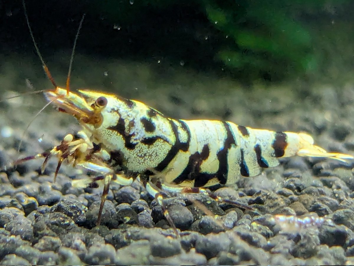 ebinokakato's tweet image. 🎍ebinokakatoの長嶋です🎍

新年あけましておめでとうございます。

本日より本年の営業を開始します！
本年も、シュリンプが好きになってくれる方や飼育を始めてくれる方が増えて貰えるように皆様と一緒に楽しめたらと思います。

2026年もebinokakatoをよろしくお願い致します😊

#アクアリウム…