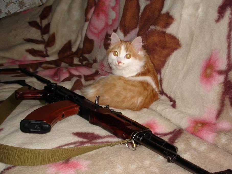objectfetishist's tweet image. Current hobby is going through ancient Russian gun forms and downloading all the photos with cats