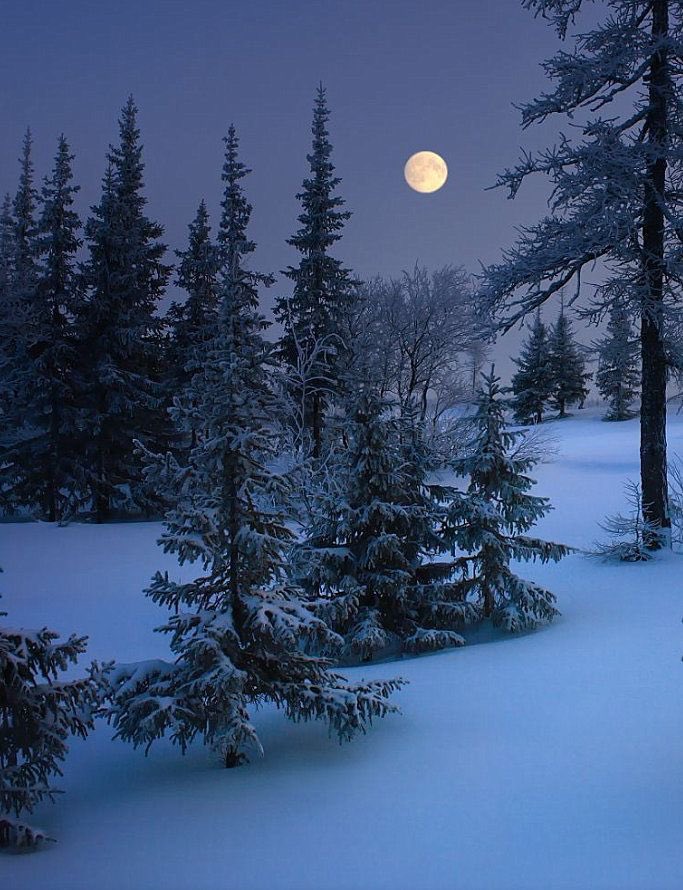 PandoraDreams22's tweet image. Moonlight echoes of the night,
night sky whispers in the gentle breeze,
time envelopes our soul with the warmth 
of heart with wishes for a peaceful sleep.

Goodnight everyone 💙.*•❄️