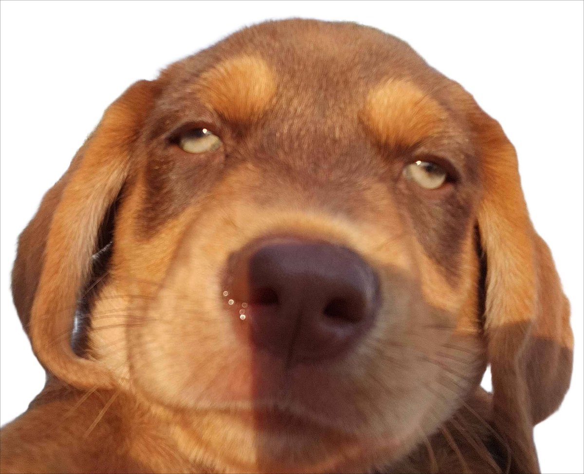 GM from Stuart ☀️

the other-worldly dog of <a href="/MezoNetwork/">Mezo</a>

(<a href="/lowpolyduck/">🦆</a> doesnt his fur remind you of marble cake?? 😆)