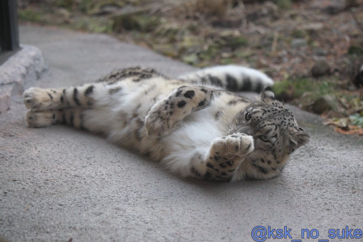 けーすけ (@ksk_no_suke) / Posts / X