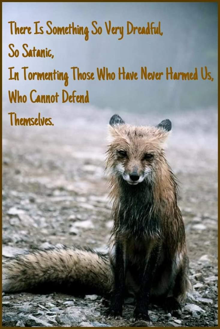 CocoanutAmyWood's tweet image. 