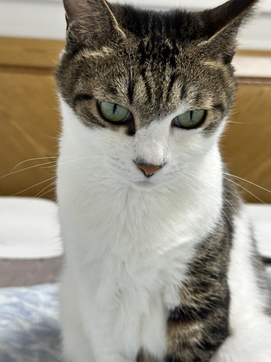 (사진기준) 오른쪽 눈 위에 눈썹들이 갑자기 짧아짐.... 

어디서 뭐 하는거야 쿠로야