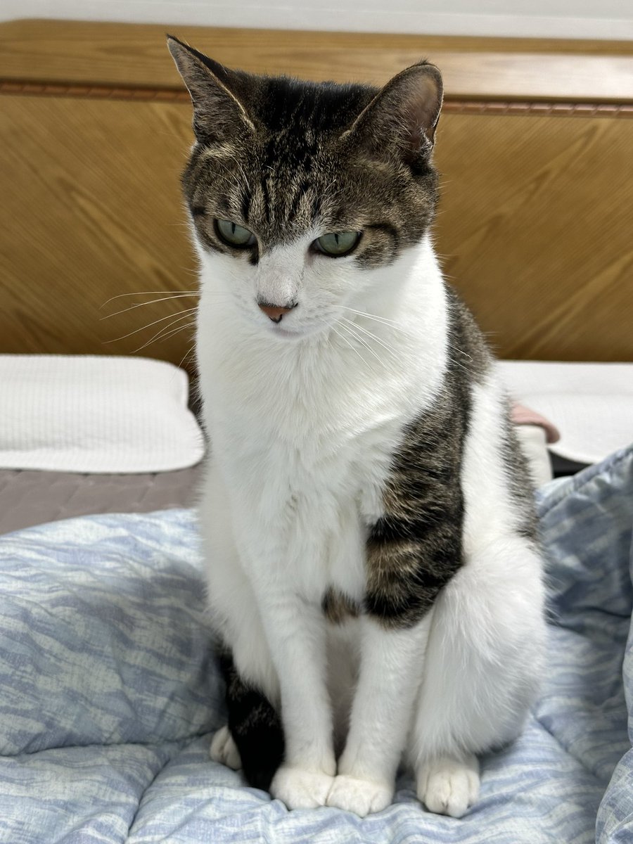 고등어초밥에 밥 많아요