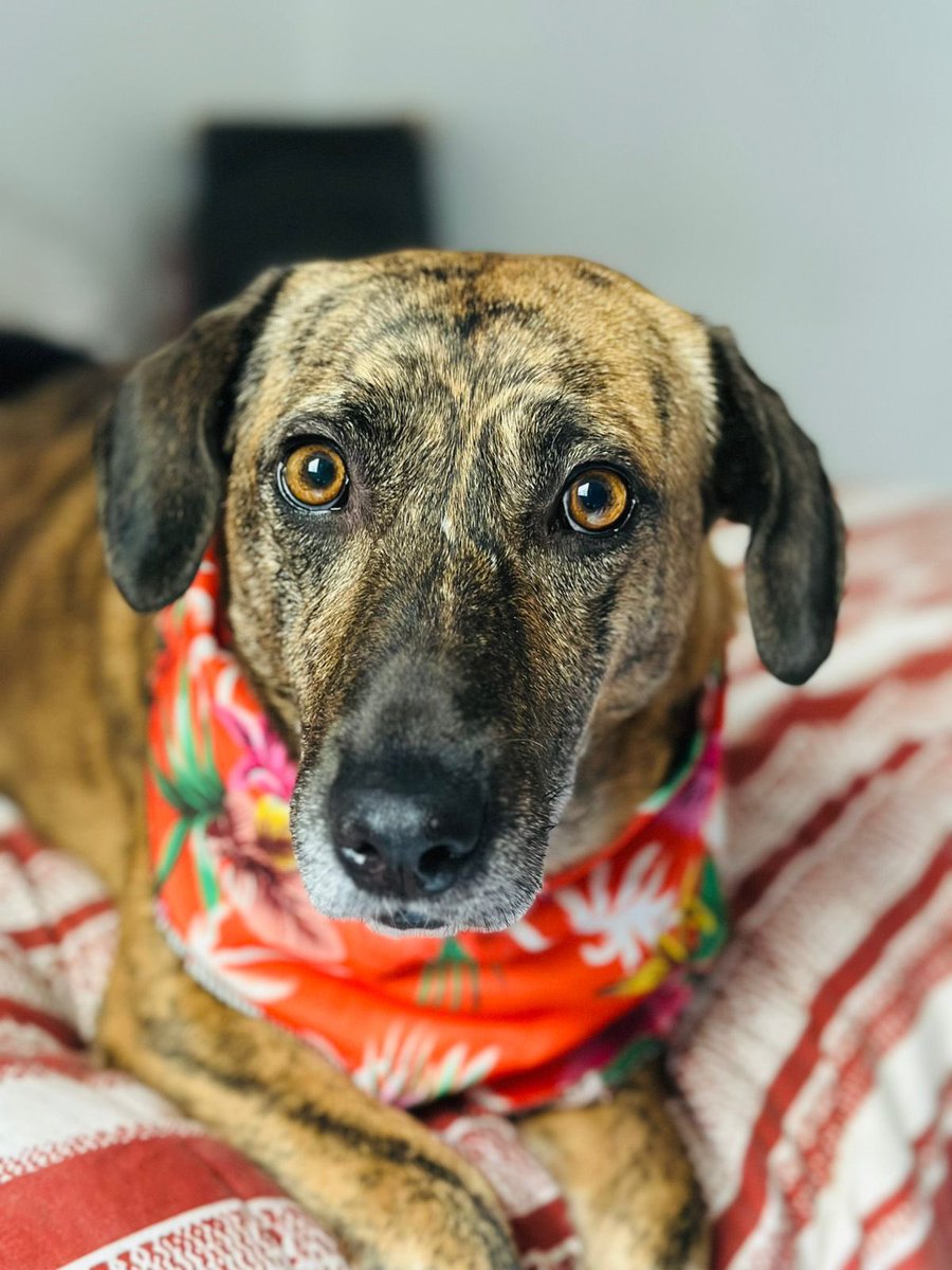 Con mucha alegría les informamos que Panchita ya fue adoptada definitivamente.
Pensamos que tal vez nunca llegaría su oportunidad… y hoy ya es una realidad.

Te deseamos una vida llena de amor, cuidados y felicidad.
¡Sé muy feliz, Panchita!🐶🩷