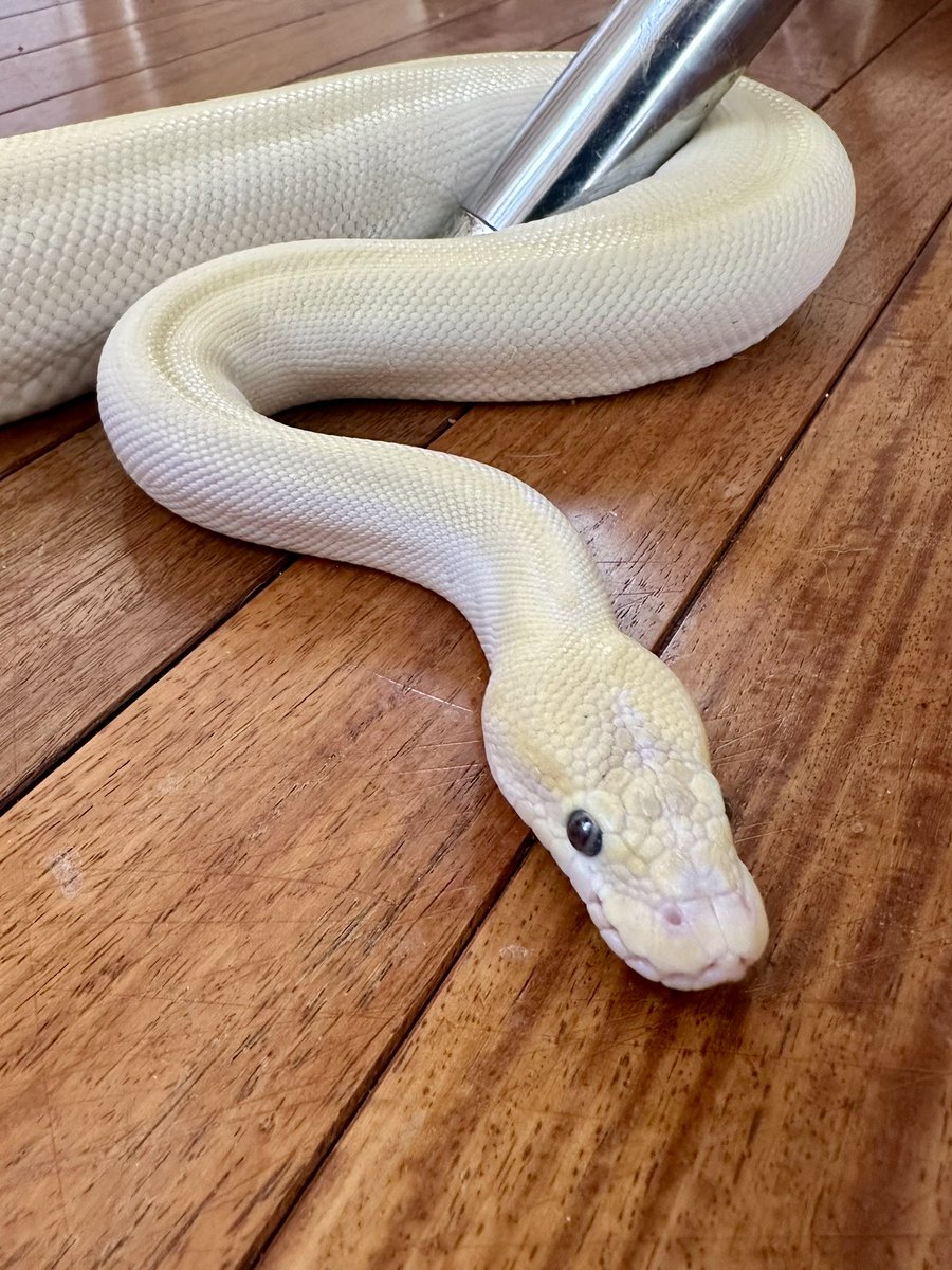 Z李 🇺🇦 NO WAR 🕊 (@ShinjukuSokai) / Posts / X