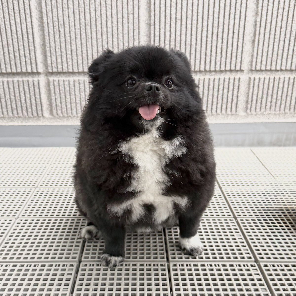 【お願い🙏】
かわいい動物を見せてほしいです…