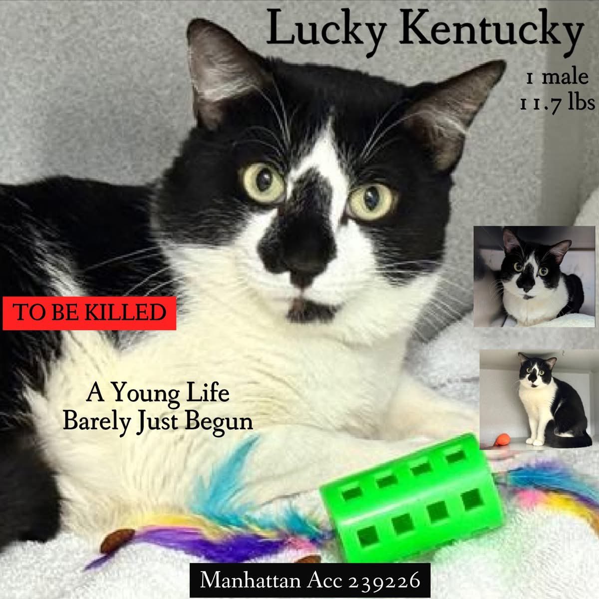 🆘Please REPOST-adopt-foster🆘

LUCKY KENTUCKY is on the “emergency placement” list at NYC AC&amp;C and needs out of the shelter by 12 NOON 1/6!

#TeamKittySOS newhope.shelterbuddy.com/Animal/Profile…