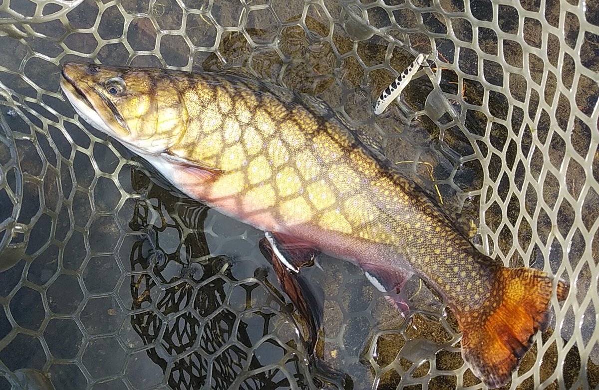 bell_tree_46's tweet photo. やっぱり冬はコレ🍛
ウルキ50・60のセールカラーが強い🎣

#那須白河フォレストスプリングス
#メガトマトドリア
#カルテラス
#ウルキ https://t.co/U8OeL6q1Sp
