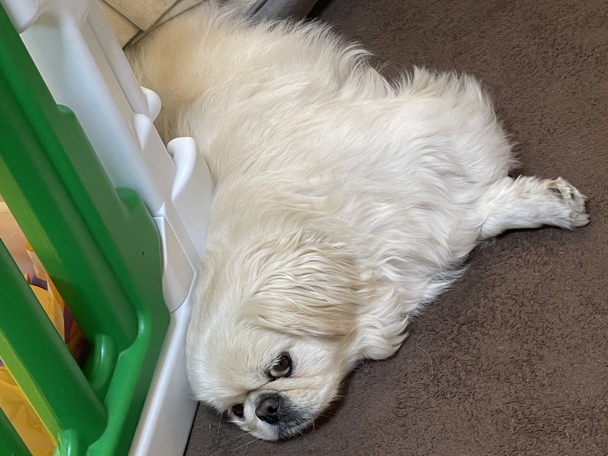 🐙ペキニーズのとろろ🐙 (@tororo_pekipeki) / Posts / X