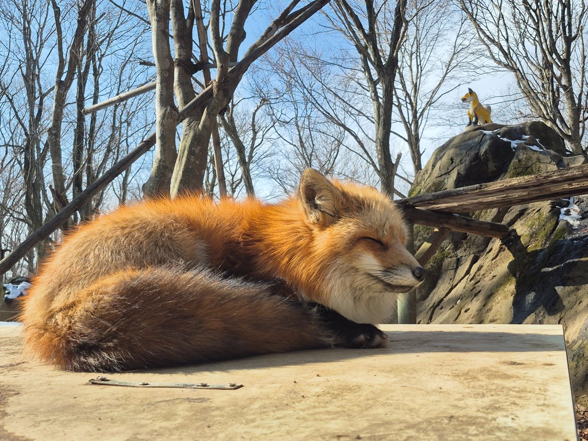 user_5ae28ba5です❣️0627 1999 Kawasaki NINJA ZX-9R (ZX900-C2) Owner's Tools | Babbitts