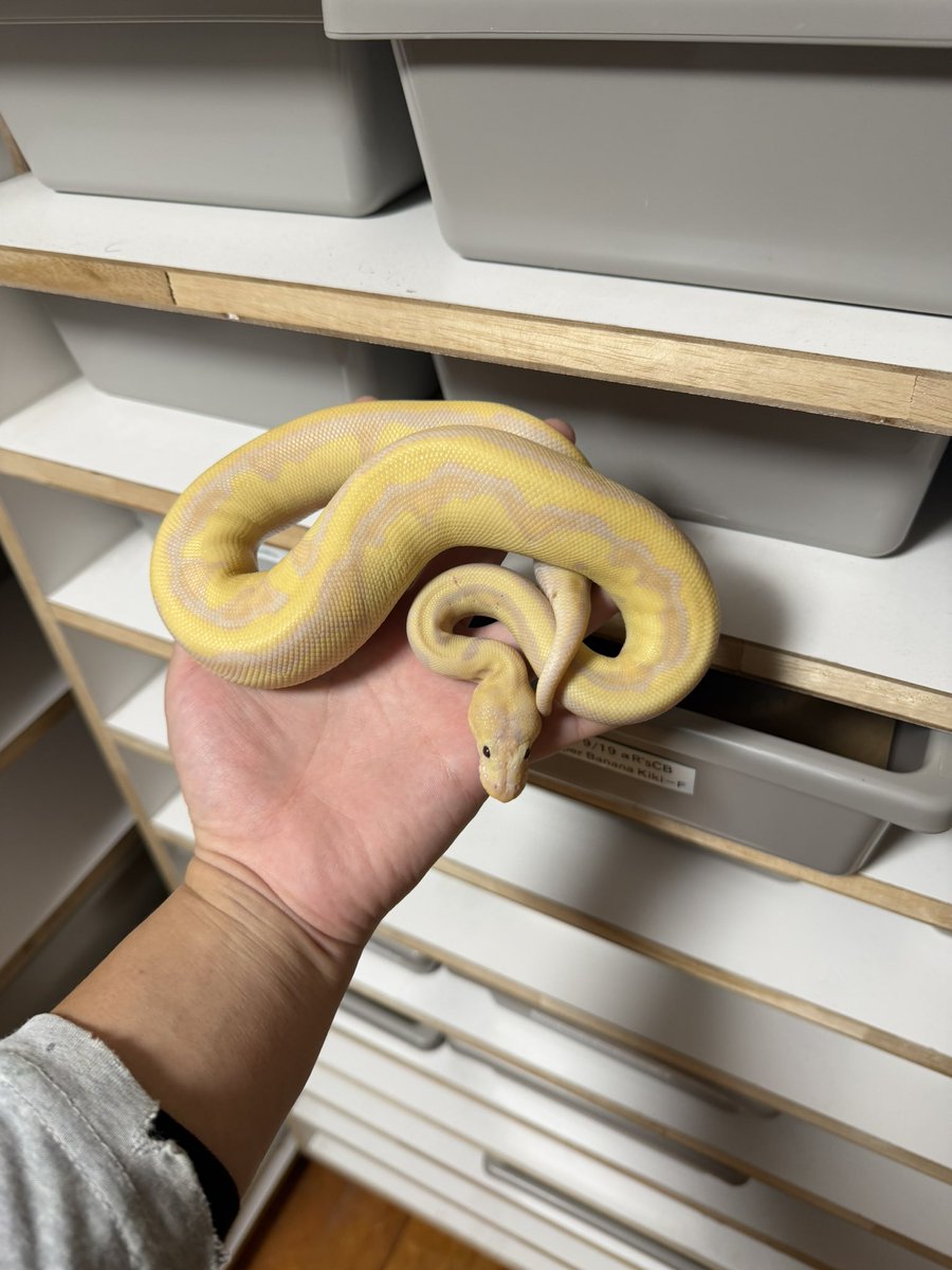 asahi 🐍@ α R's⚜️2026ことよろ🎍🍶 (@asahi_royals) / Posts / X