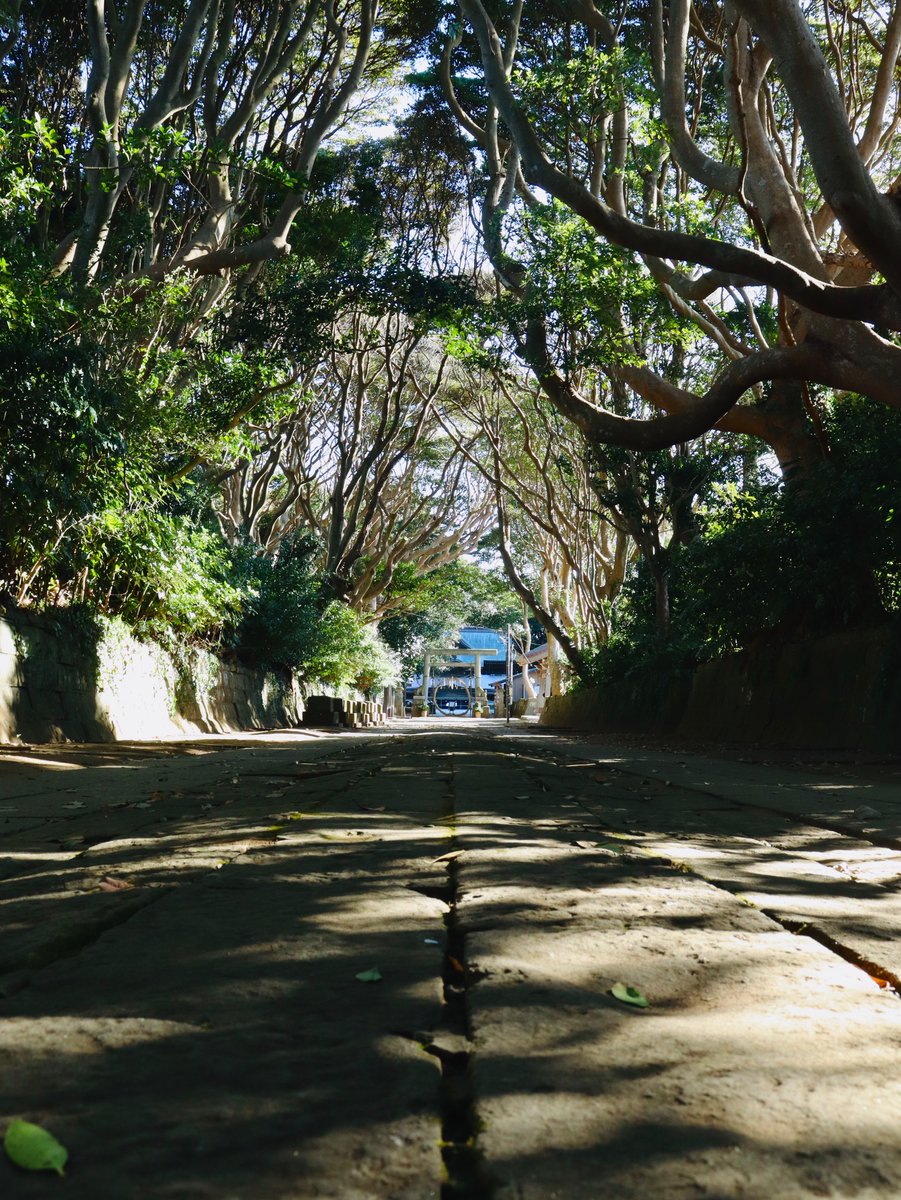 155hin's tweet image. 木漏れ日を浴びる穏やかな参道