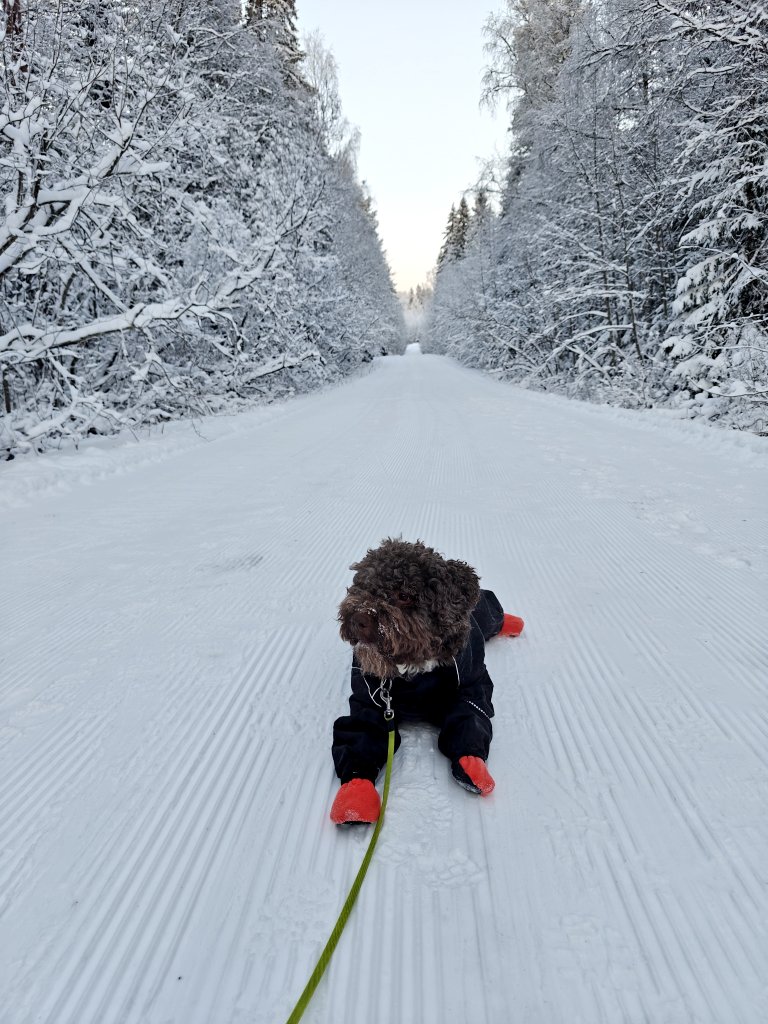 Huomenta ☺️ tänään lämpömittarin elohopea ei laske ihan niin alas kun eilen. 
Yövuorotkin olisi taputeltu ohi, joten hyvä nauttia ulkoilusta ja levosta 😇