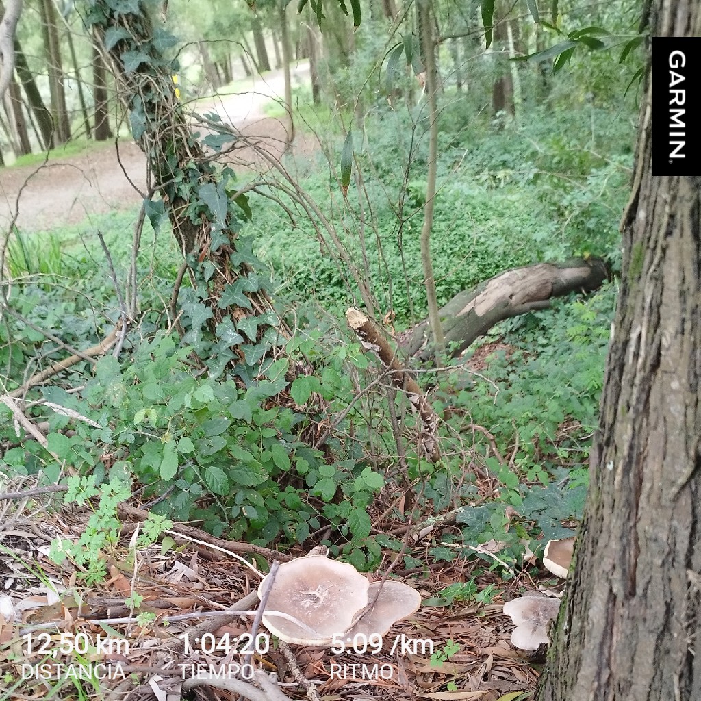 Félix Abalde tweet media