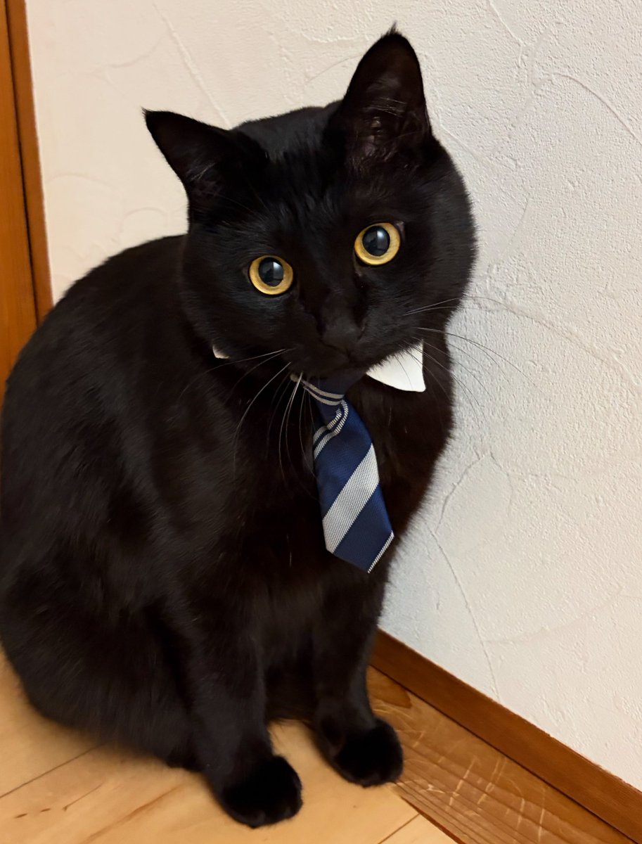 くまつな⭐︎ くまさん専用 くまさん専用 クマ専用 クマさん ご確認用