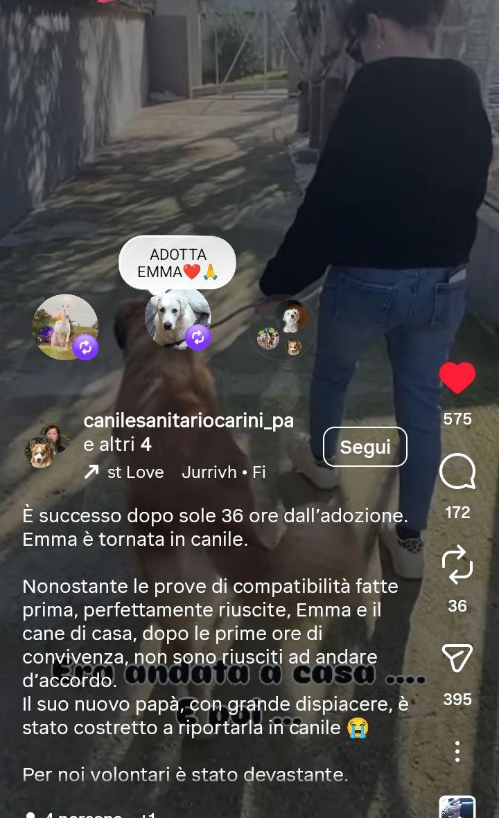URGENTE🆘🆘🆘🆘🆘☎️3514224320🐕Emma pensava di essere finalmente a casa"
facebook.com/reel/380059690…  Dopo 36 ore dall’adozione,Emma 2 anni è tornata in canile.Nonostante le prove di compatibilità fatte prima,troviamogli una famiglia vera #4voiceless