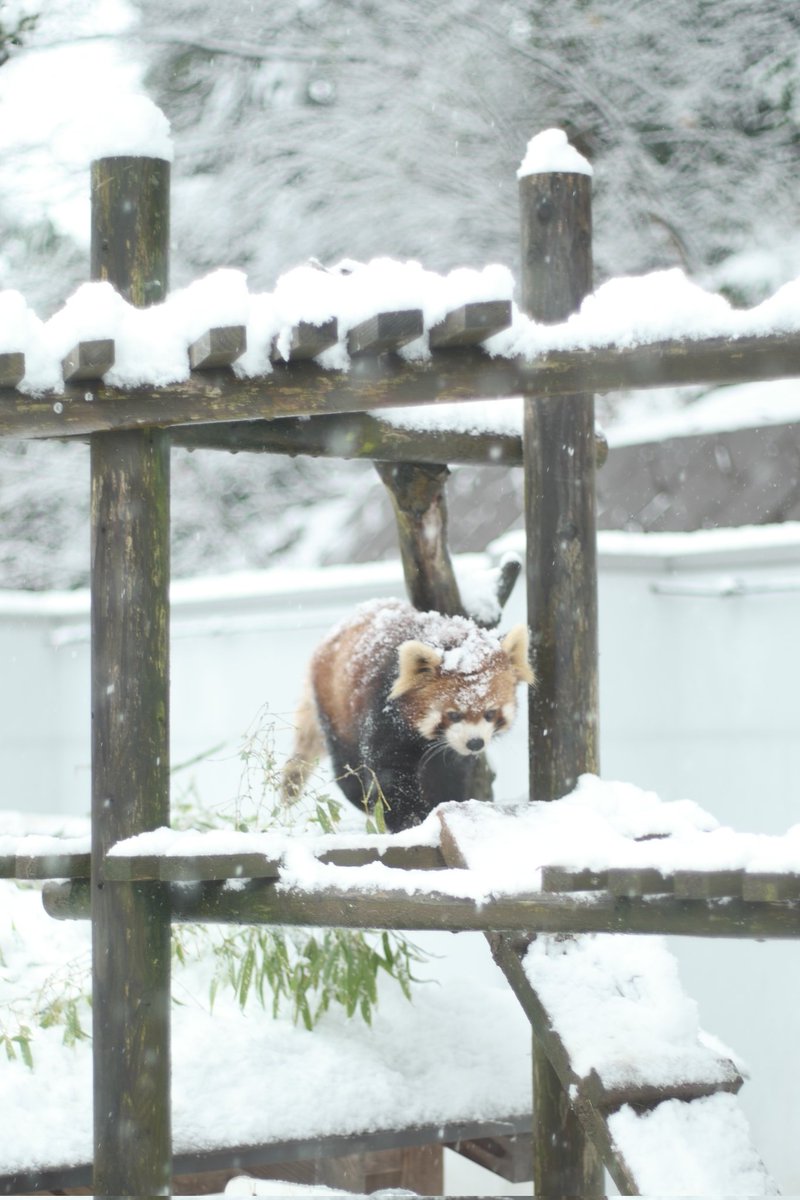 ❄ 雪かぶり姫 🥰
#ティアラ👑 #レッサーパンダ #鯖江市西山動物園