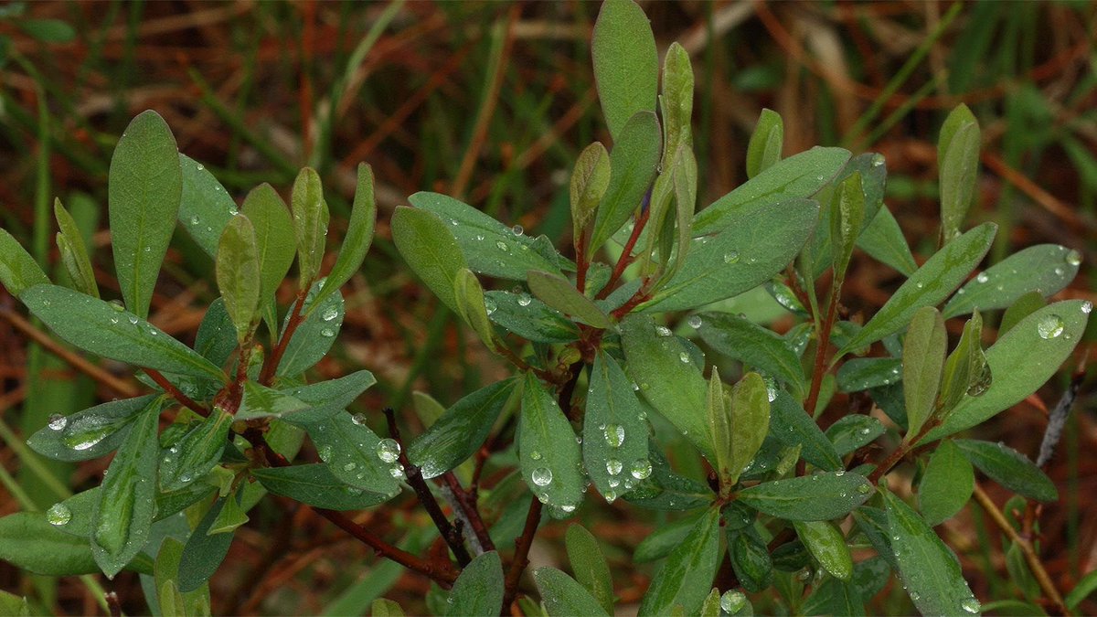 NorthAges's tweet image. Wirral, Cheshire. Wirhealum, Wirheale early 10thC. ‘(Place at) the nook(s) where bog-myrtle grows’. Old English wīr + halh (dative plural halum). Source: Oxford Dictionary of British #PlaceNames. 📸Trees for Life