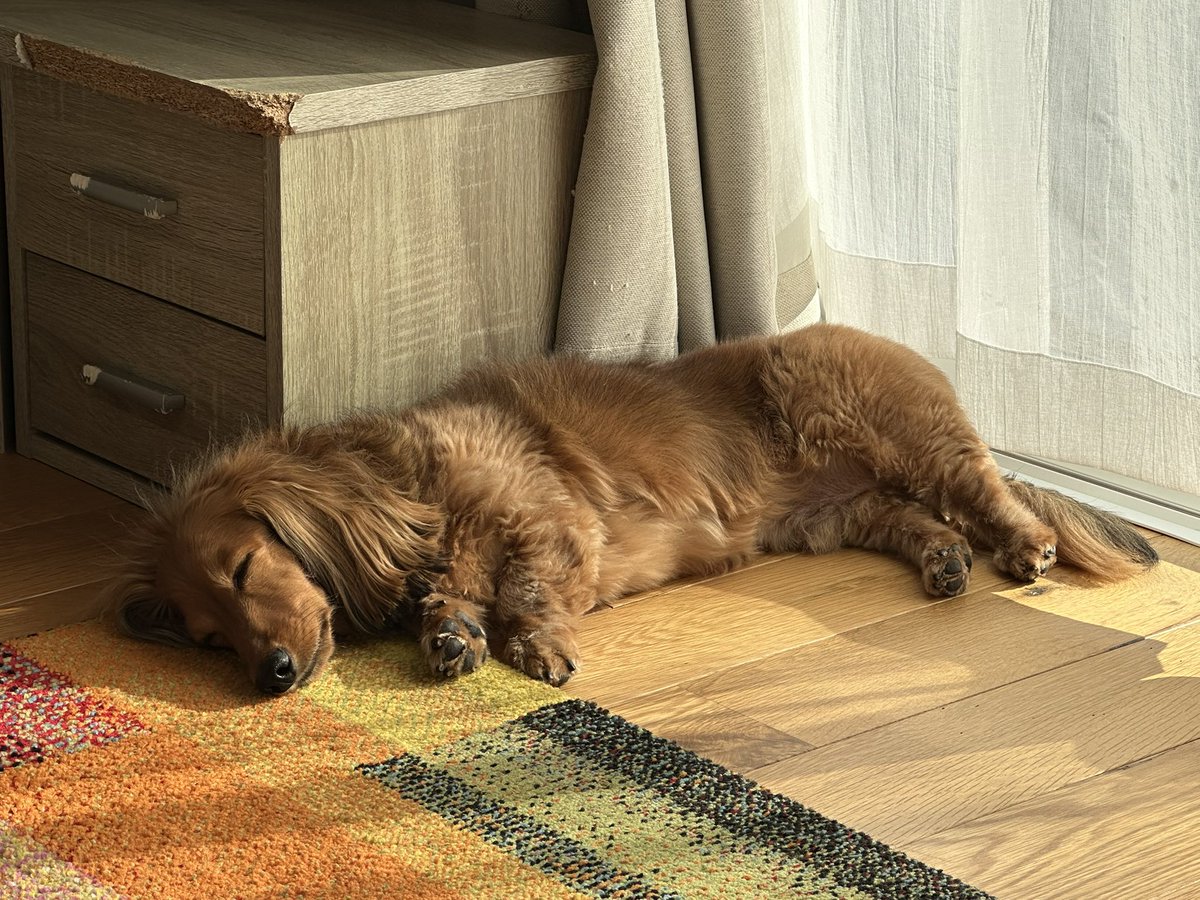 喪中のため、新年の挨拶は控えておりました✨皆さま、今年もよろしくお願いします‼️
30日〜２日までじいじとばあばと過ごしたサンちゃん🐾楽し過ぎて少し正月疲れのようです🤭💕
#ミニチュアダックス #愛犬サンちゃん #犬好きさんと繋がりたい #楽しい年末年始 #今年もよろしく #正月疲れ