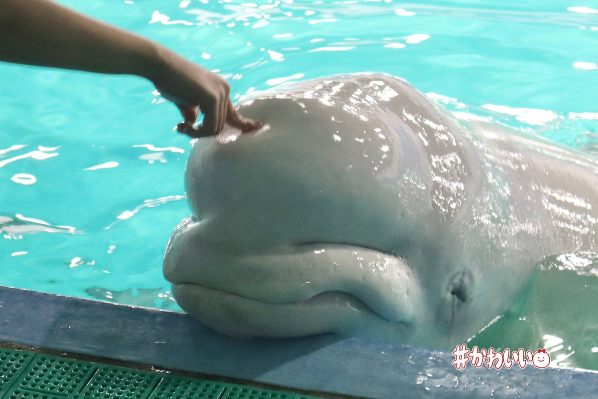 みるきー (@milkyma2) / Posts / X