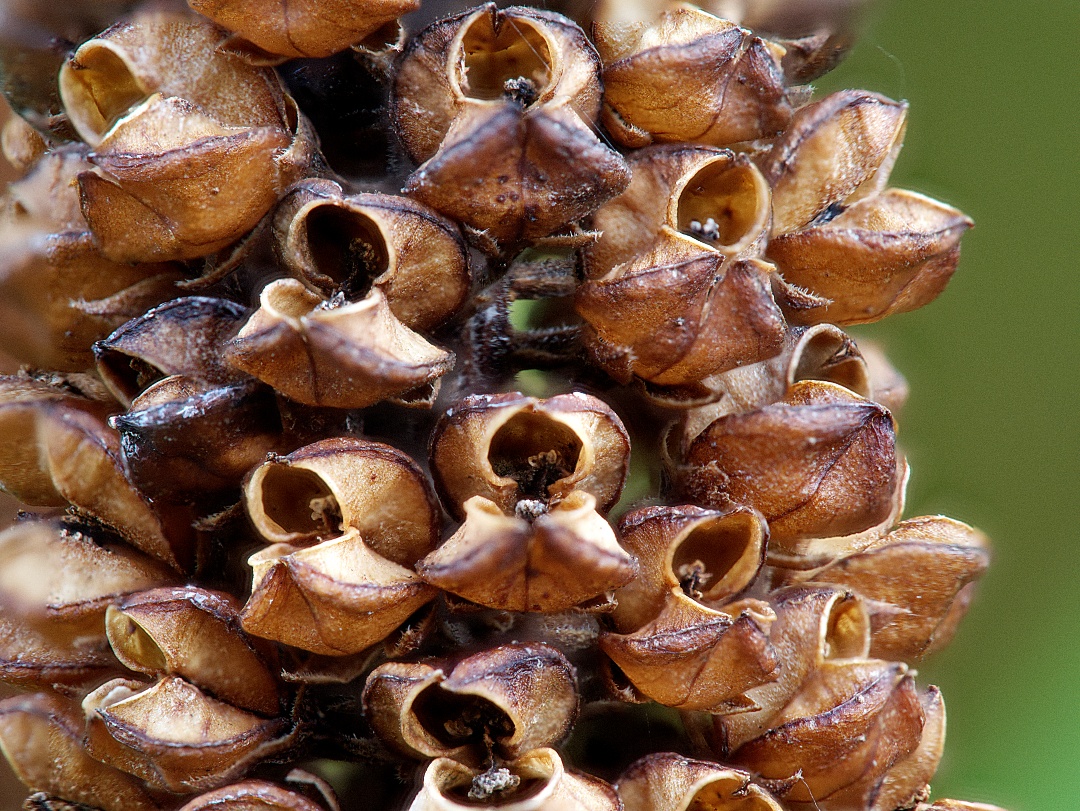 Geometría seca, como un pequeño bosque de bocas abiertas esperando al viento. #naturephotography #macroshot #abstractnature #naturaleza #fotografia